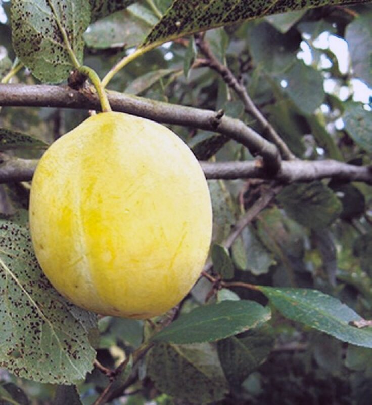 Liivi-Kollane-Munaploom