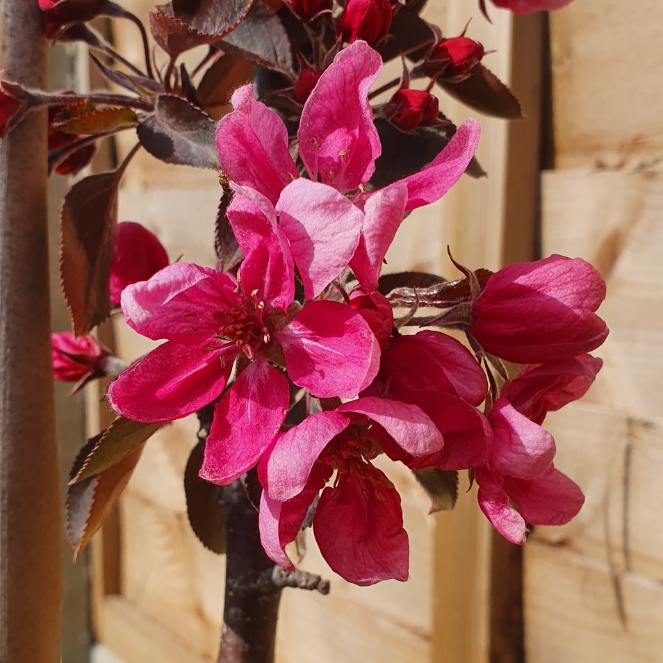 malus-domestica-maypole