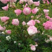 Aedhortensia Sundae Fraise