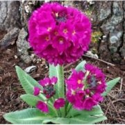 Priimula Red