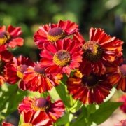 Helenium ehk Säralill ‘Ruby Charm’