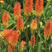 Kniphofia ehk tõrvikliilia